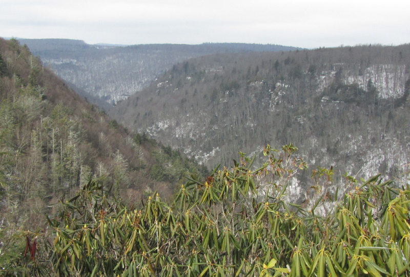 A view from Blackwater Lodge.